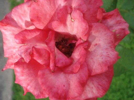 flowers_0311.jpg