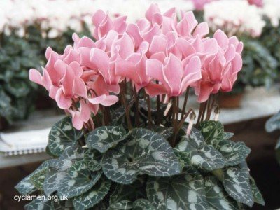 Plants-cyclamen-variety-400x300.jpg