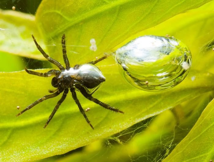 araña-acuatica-unica-especie-compressor-700x532.jpg