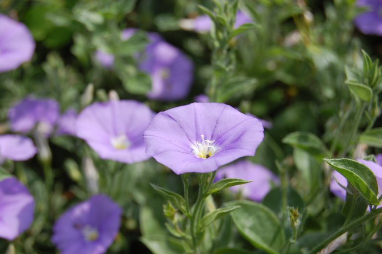 convolvulus-sabatius-flower.jpg