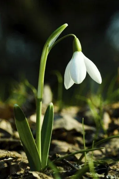 snowdrops-400x600.webp