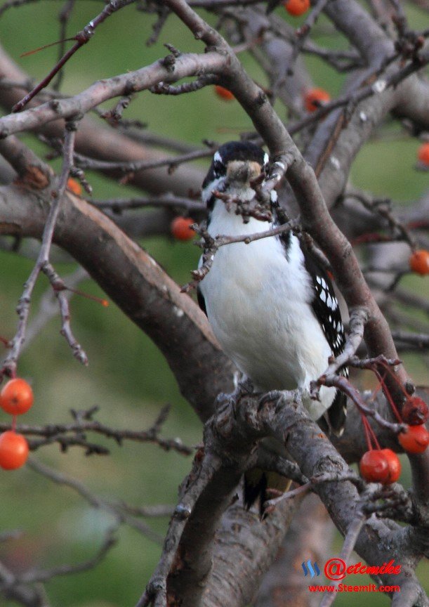 Hairy Woodpecker PFW01-30H.JPG