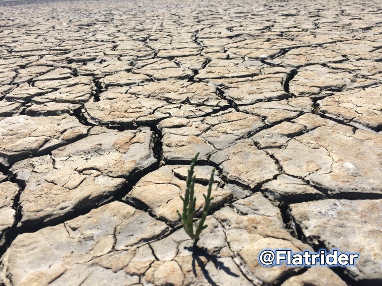 Lonely Seaweed 2.JPG