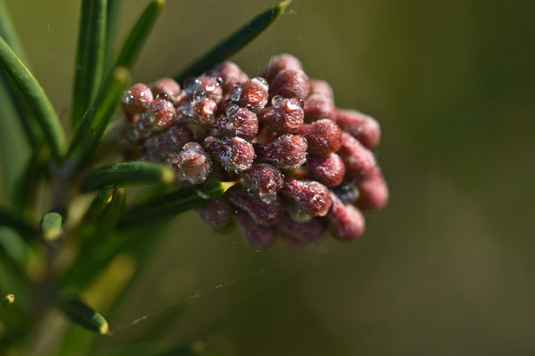 bush buds drew macro 3.jpg