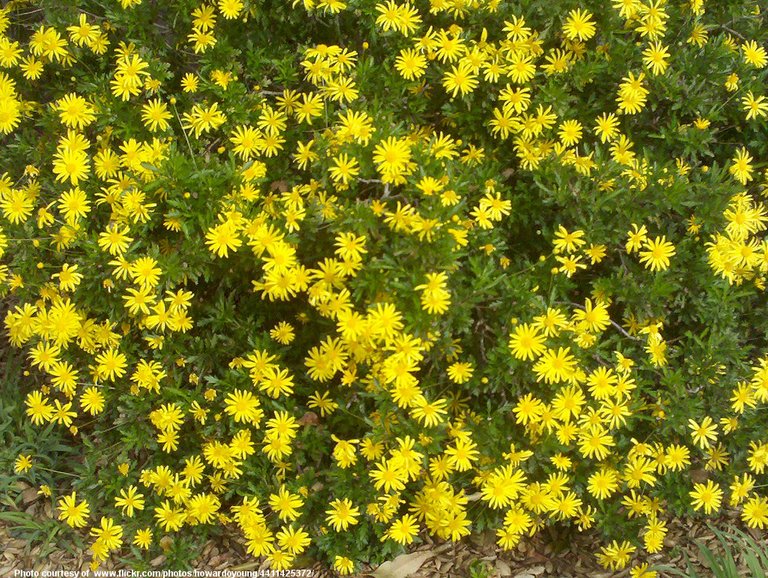 BushOfYellowFlowers-001-071518.jpg