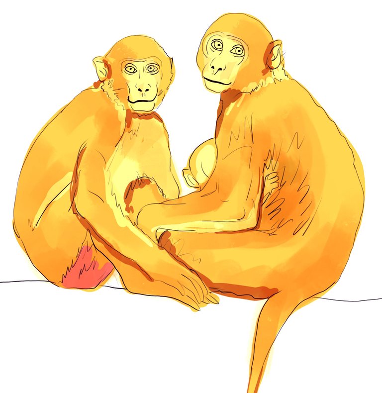 monkey(428).jpg