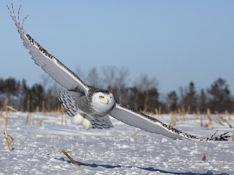 Snowy-Owl.jpg