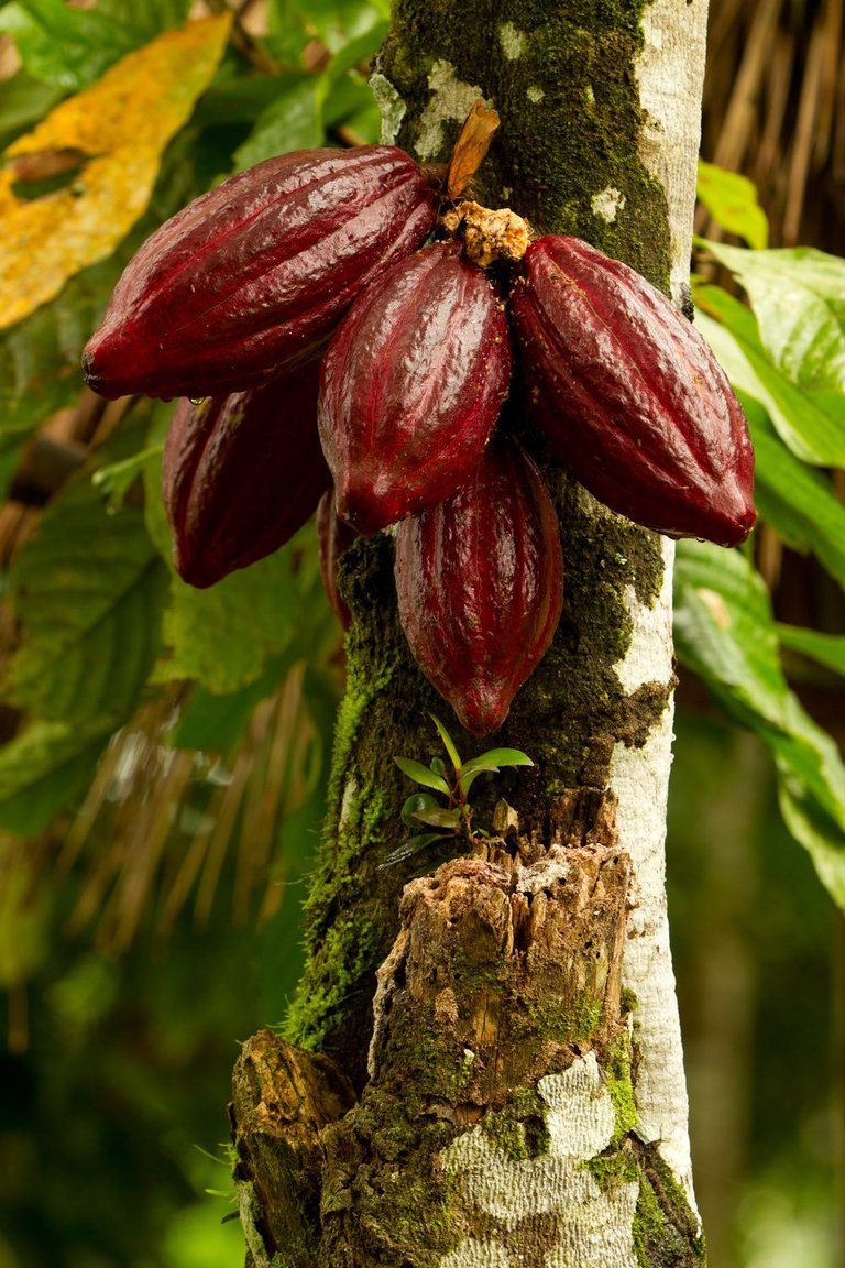 Cacao_tree_sm.jpg