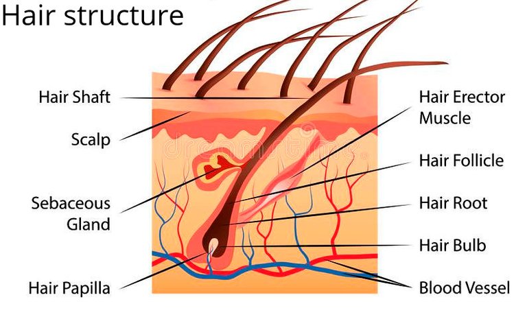 human-hair-diagram-illustration-64354203(1).jpg