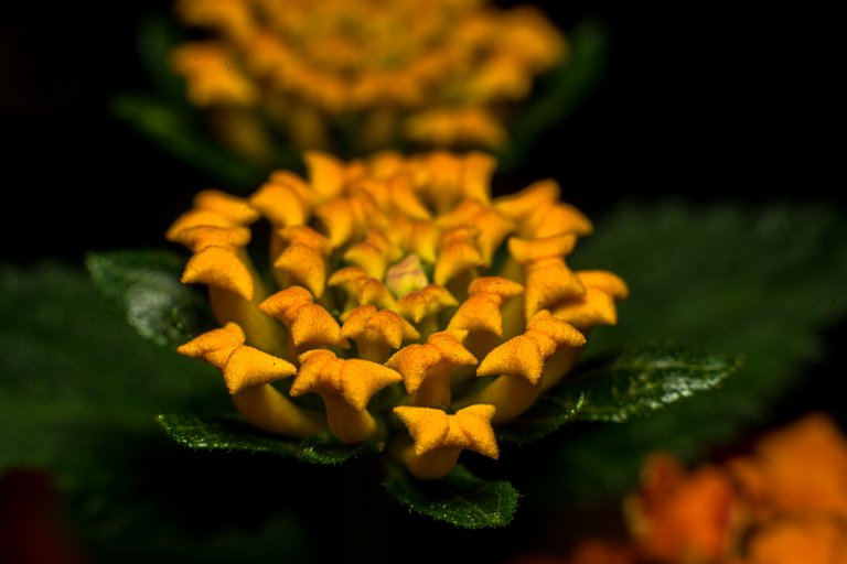 16-07-2018-lantana-06685.jpg