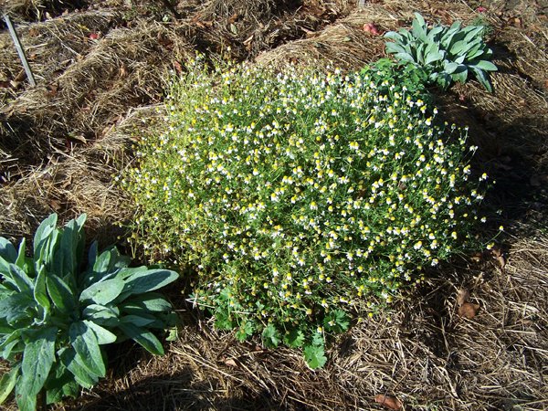 Big garden - chamomile crop September 2019.jpg