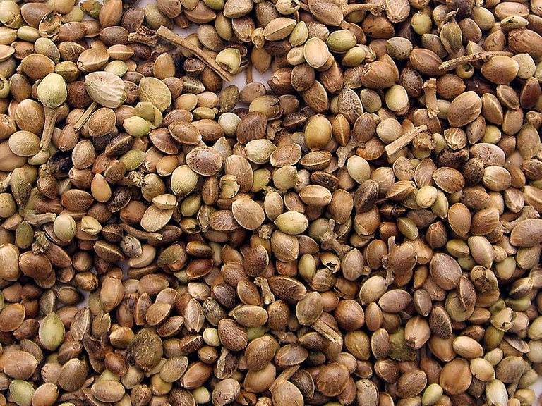 800px-Marijuana_seeds.jpg