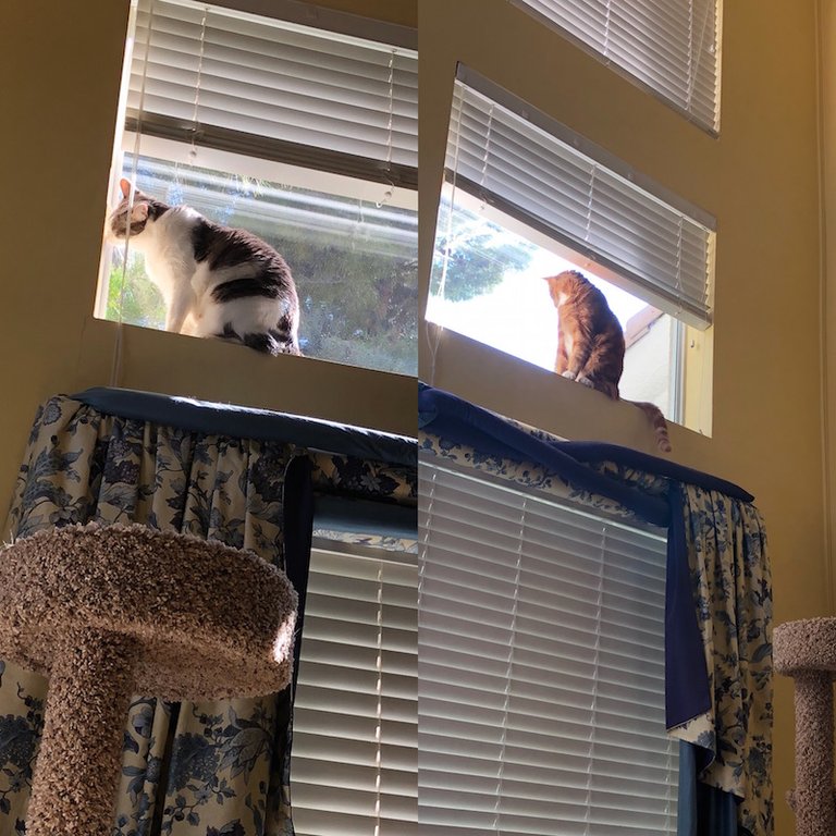 windowcat.jpg