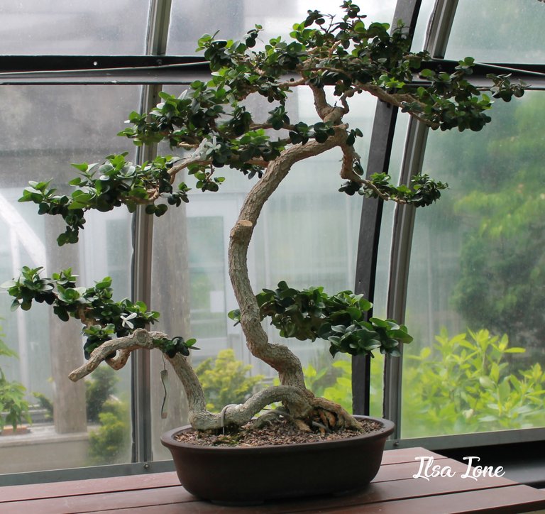 bonsai copy.jpg