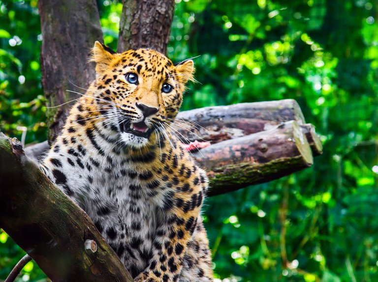 amur-leopard.jpg