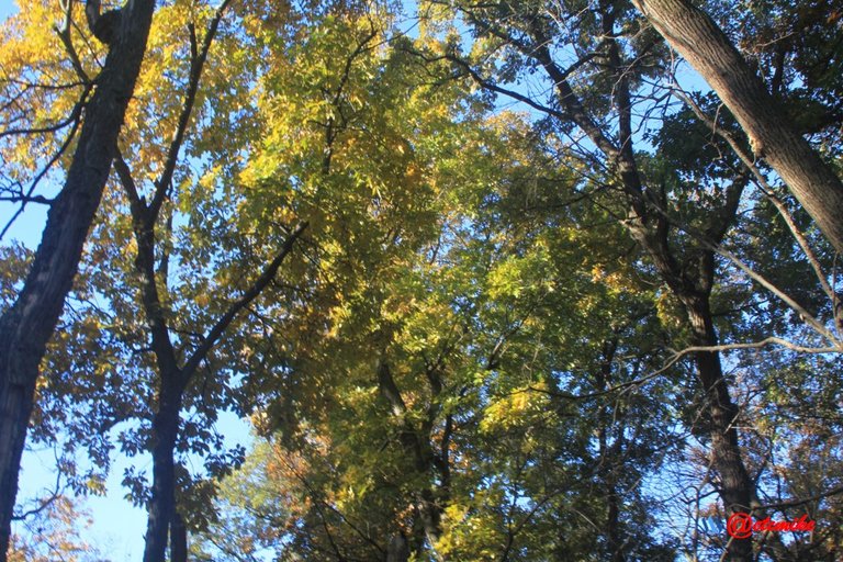 forest trees fall fall-colors fontenelle-forest Fall02039.jpg