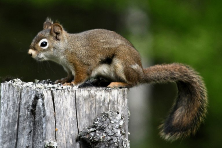 DSC_7175 pole squirrel recropped resized 1200 x 800.jpg