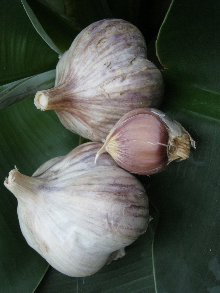 2 heads of garlic and clove best.JPG