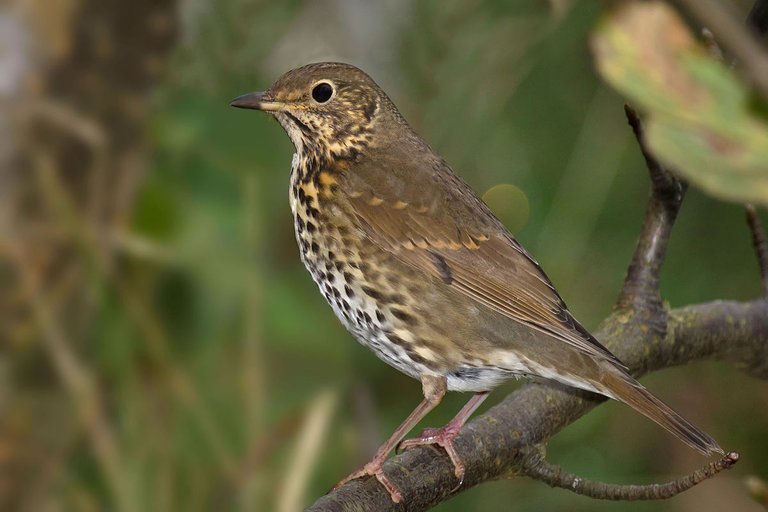 1200px-Song_Thrush_Turdus_philomelos.jpg