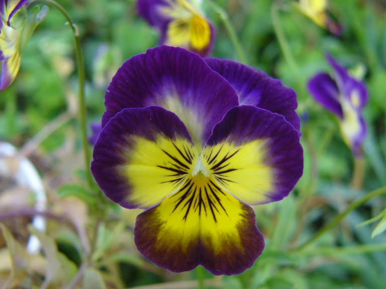 Flor del pensamiento.jpg