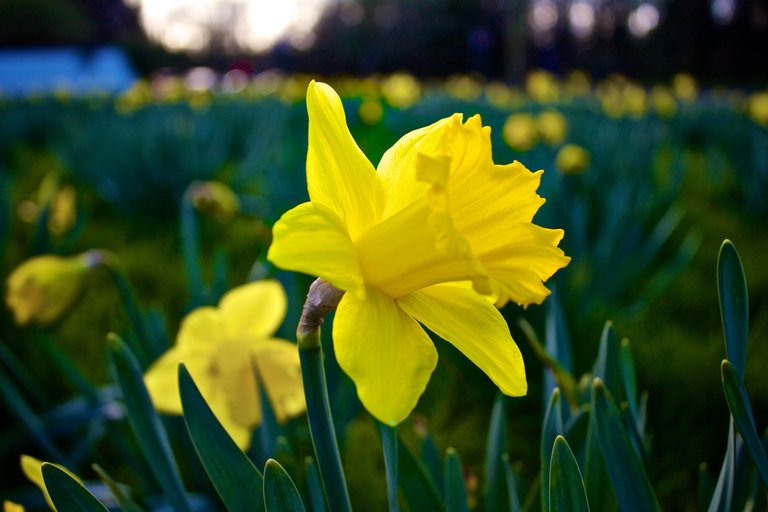 nature-field-flower-blossom.jpg