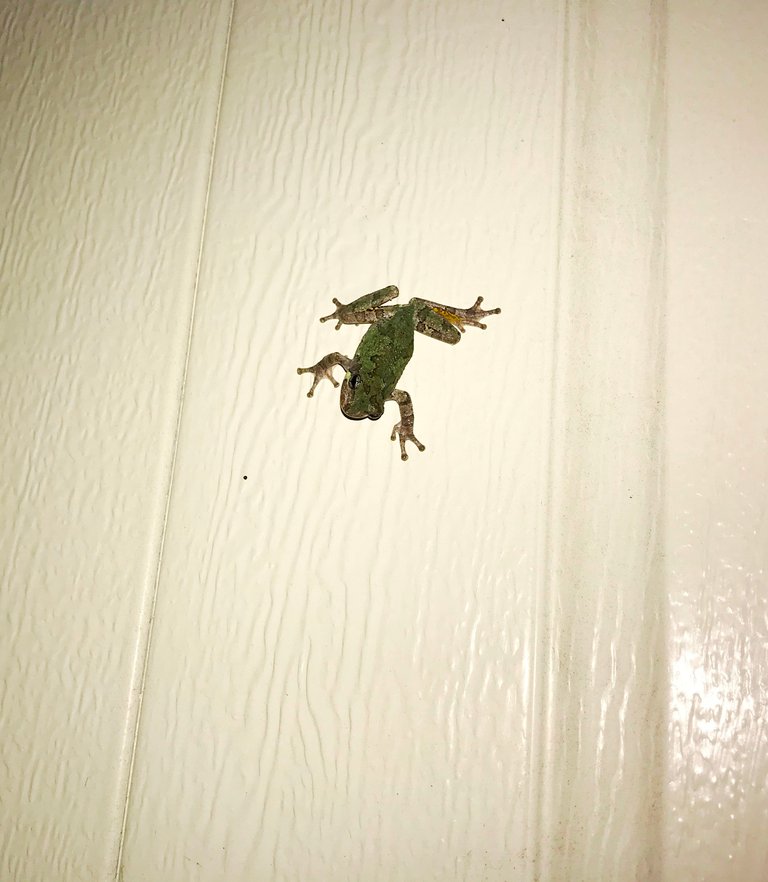 frog on garage.jpg