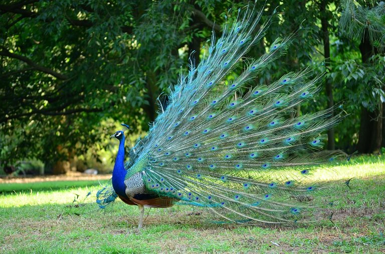 peacock-1144738_960_720.jpg