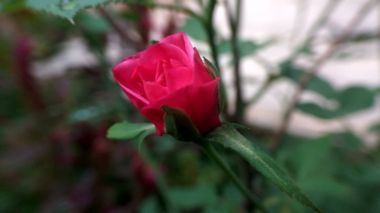 IMG_20180723_084251_HDR.jpg