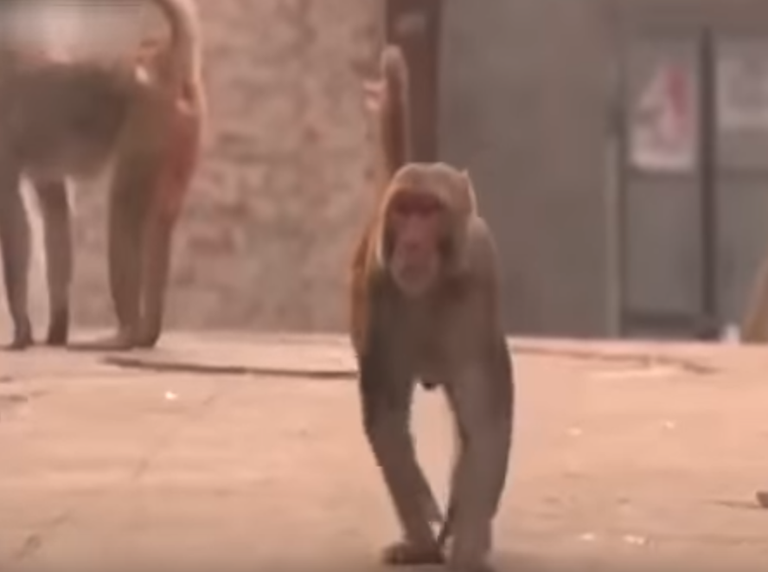 Crazy monkey.png