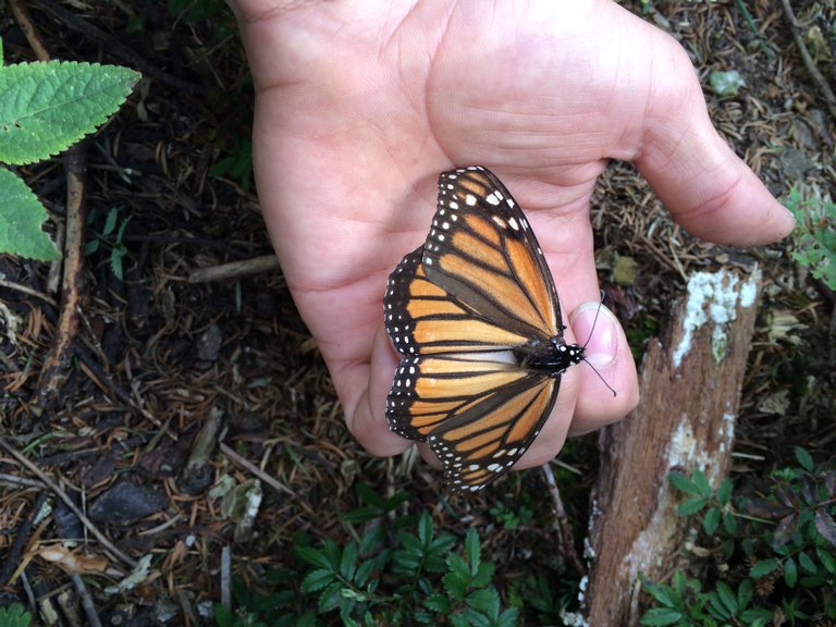 monarch butterfly on my hand