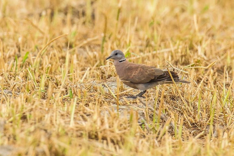 Red Turtle-dove.jpg