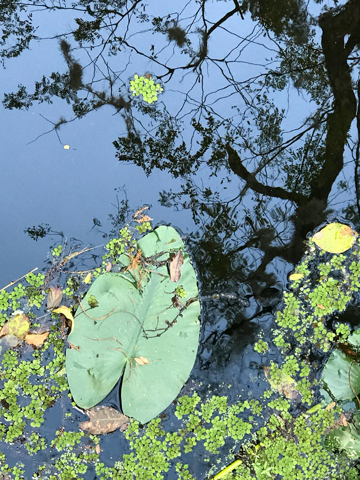 hojas en el agua .png