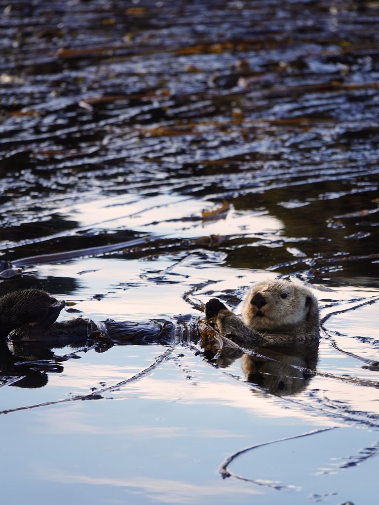 sea otter.jpg