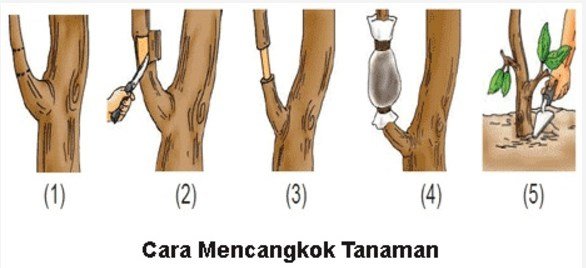 kambium-pohon-mangga.jpg