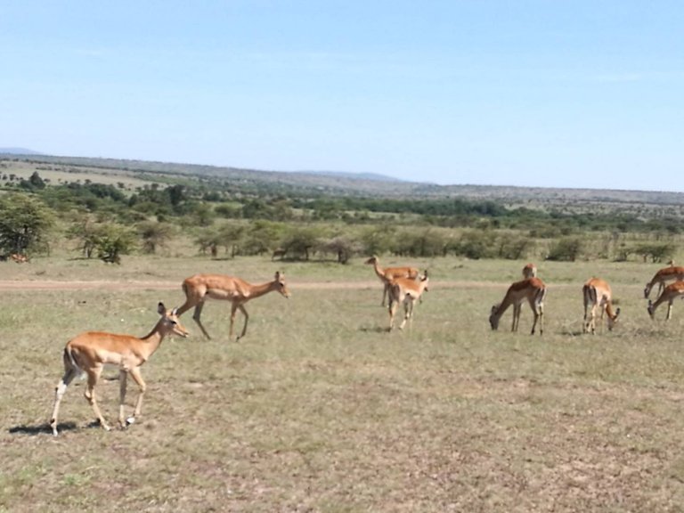 Maasai National Reserve29.jpg