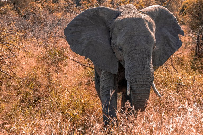 african-elephant-animal-animal-photography-2677849.jpg