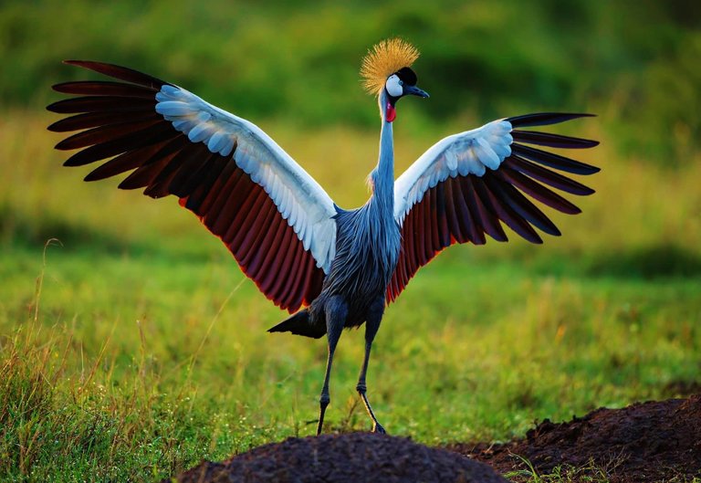 grey-crowned-crane-wallpapers-25496-605307.jpg