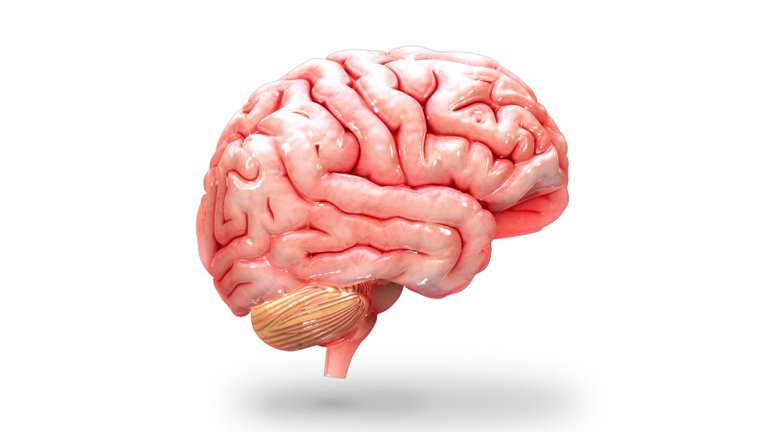 brain-hd-png-vr-human-brain-1-0-6-screenshot-4-1600.jpg