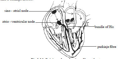 Origin and conduction of heart beat.png