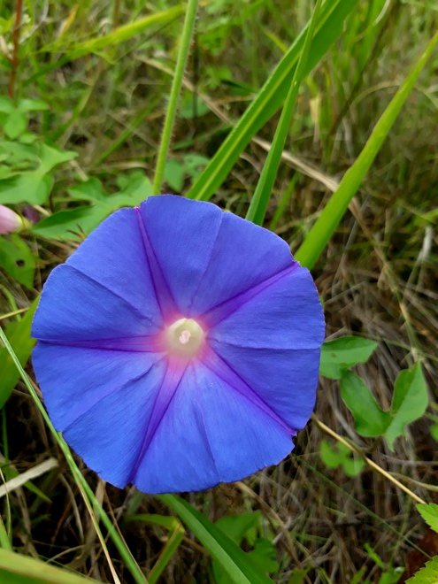 morning glory5.jpg