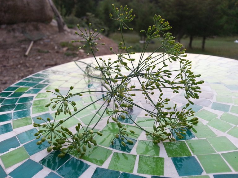 dill_flowers_seeds.jpg