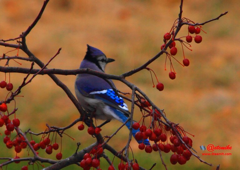 Blue Jay IMG_0161.JPG