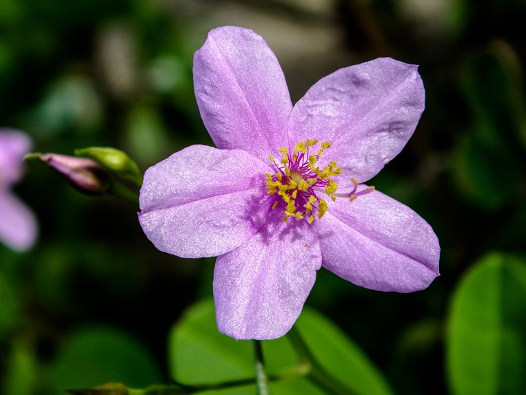 flores pequeñas Robinson-6.jpg