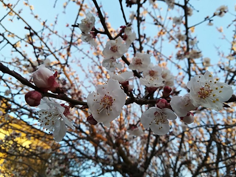 Subpost 1 - Cherry blossom _cherry_blossom_ . - me - myself - photo - photgraphy - photographer - as.jpg