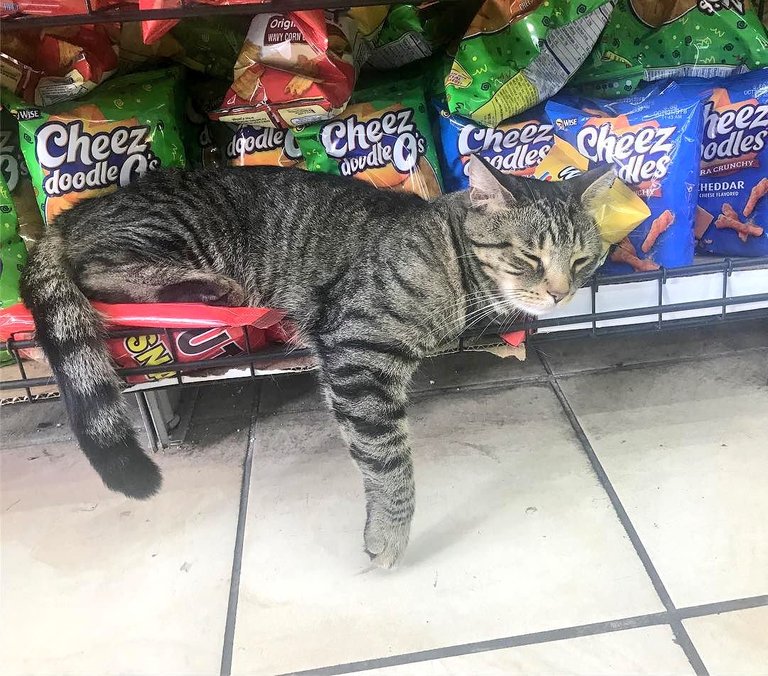 Bodega Cat.jpg