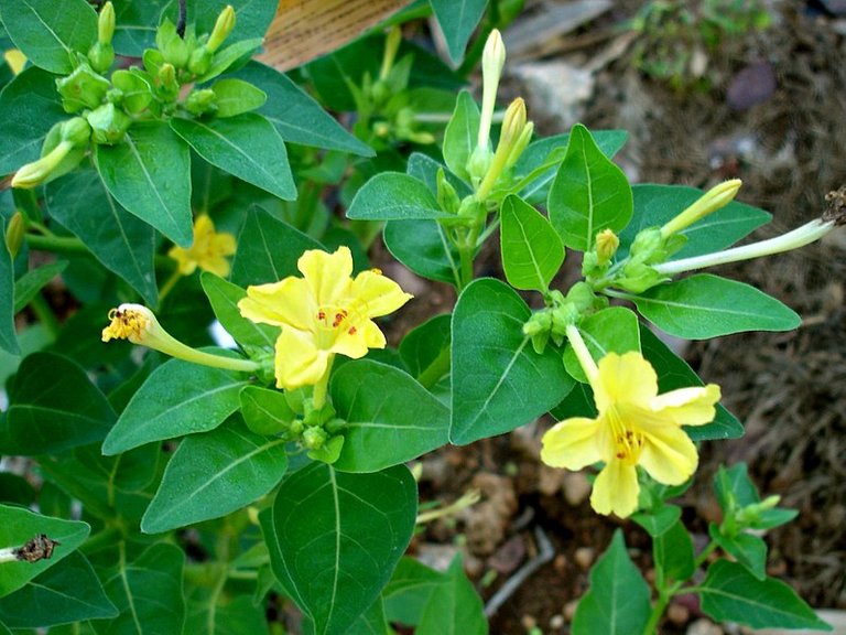 799px-Four_o'clock_(Mirabilis_jalapa)_yellow-flowered.jpg