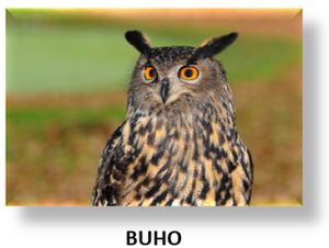 BUHO.png