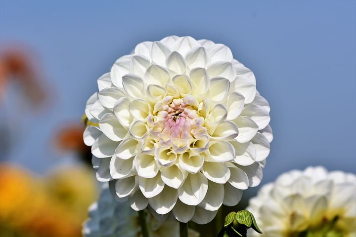 dahlia-3587362__480.jpg