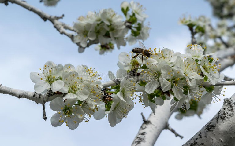 un-fiore-dell-albero-primavera-con-le-api-sui-fiori-78693563.jpg