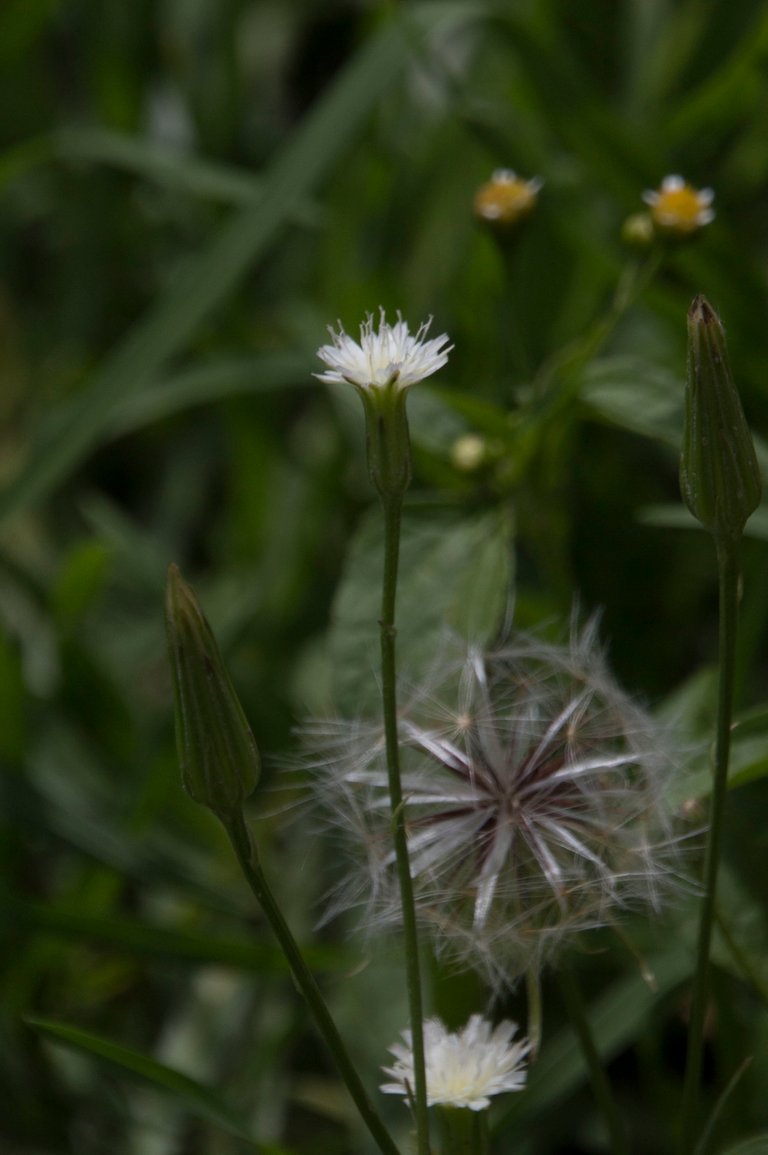 Weed Flower 1.jpg